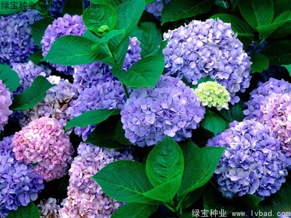 绣球花种子
