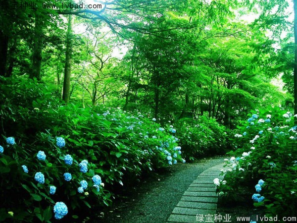 绣球花种子