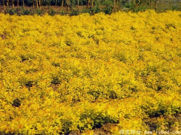 绣线菊<a href='https://www.lvbad.com/' target='_blank'>种子</a>
