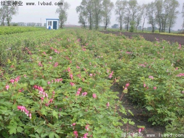 <a href='https://www.lvbad.com/caohuazhongzi/1644.html' target='_blank'>绣线菊种子</a>