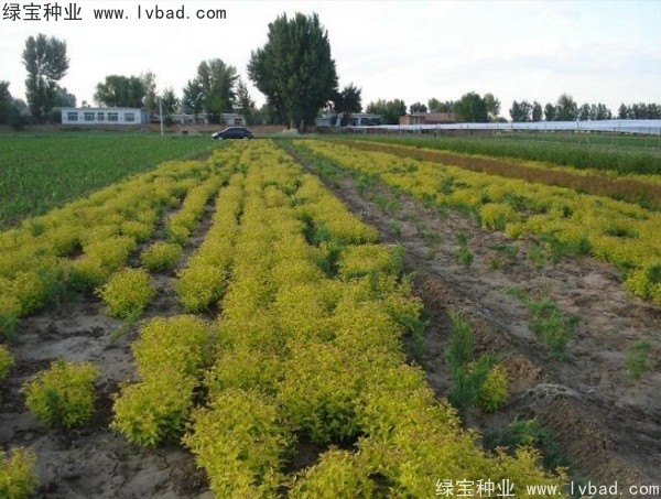 <a href='https://www.lvbad.com/caohuazhongzi/1644.html' target='_blank'>绣线菊</a><a href='https://www.lvbad.com/' target='_blank'>种子</a>