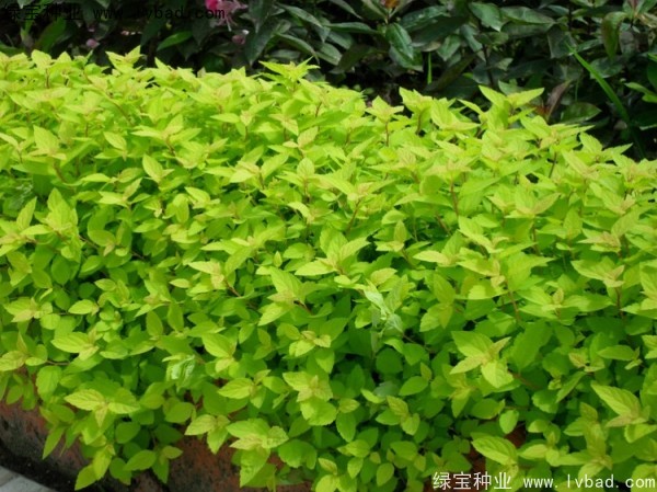 绣线菊种子