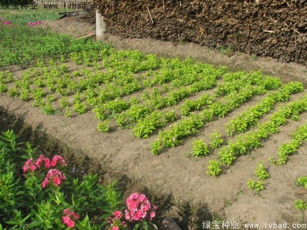 绣线菊种子