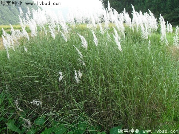 <a href='https://www.lvbad.com/caohuazhongzi/1647.html' target='_blank'>野芒草种子</a>