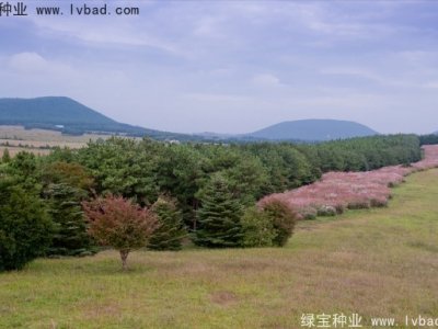 野芒草种子
