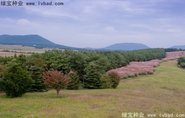 <a href='https://www.lvbad.com/caohuazhongzi/1647.html' target='_blank'>野芒草种子</a>
