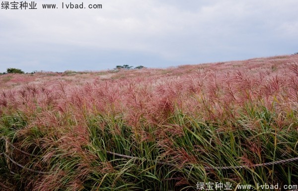 <a href='https://www.lvbad.com/caohuazhongzi/1647.html' target='_blank'>野芒草种子</a>