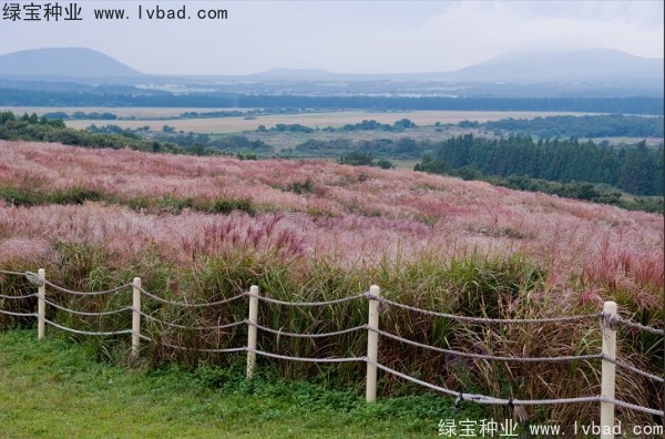 <a href='https://www.lvbad.com/caohuazhongzi/1647.html' target='_blank'>野芒草</a><a href='https://www.lvbad.com/' target='_blank'>种子</a>