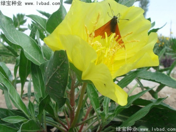 <a href='https://www.lvbad.com/caohuazhongzi/1649.html' target='_blank'>夜来香种子</a>