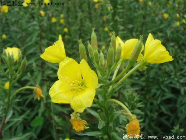 <a href='https://www.lvbad.com/caohuazhongzi/1649.html' target='_blank'>夜来香种子</a>