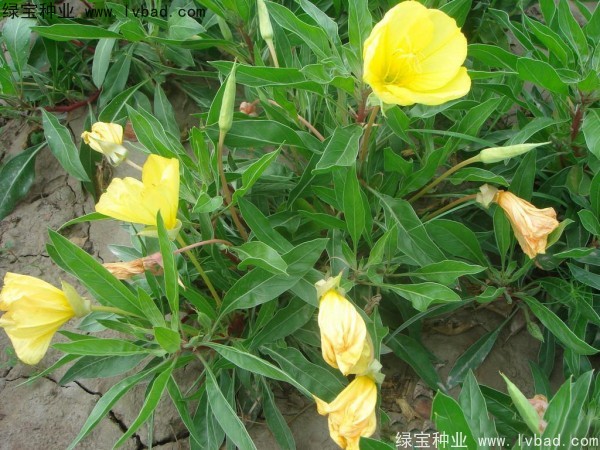 <a href='https://www.lvbad.com/caohuazhongzi/1649.html' target='_blank'>夜来香</a><a href='https://www.lvbad.com/' target='_blank'>种子</a>