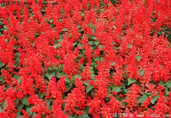 一串红种子