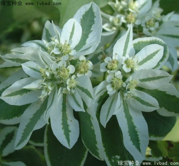 <a href='https://www.lvbad.com/caohuazhongzi/1651.html' target='_blank'>银边翠</a>