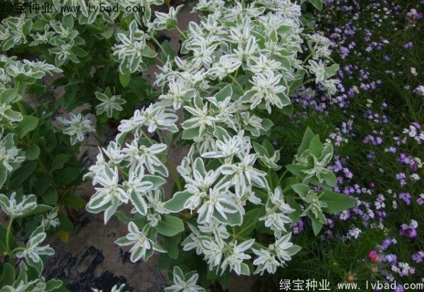 银边翠