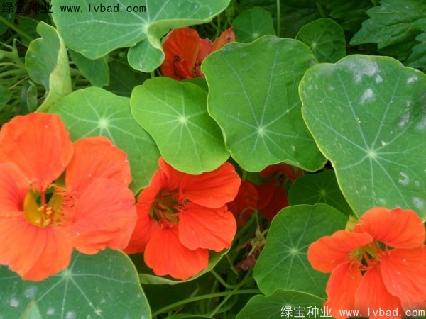 旱金莲种子