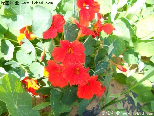 旱金莲种子