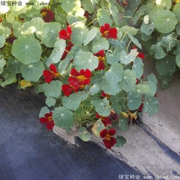 旱金莲种子