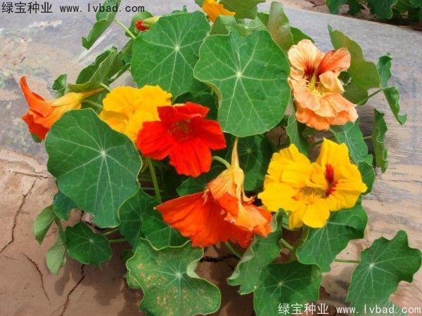 旱金莲种子