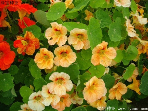 旱金莲种子