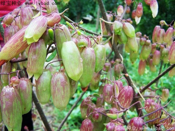<a href='https://www.lvbad.com/caohuazhongzi/1654.html' target='_blank'>长寿花</a>