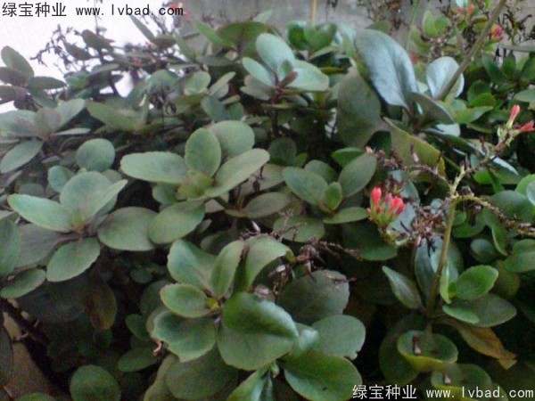 长寿花