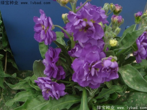 紫罗兰种子