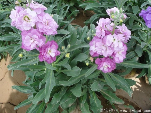 紫罗兰种子