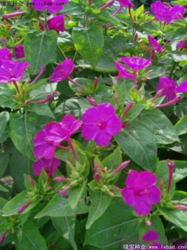 紫茉莉<a href='https://www.lvbad.com/' target='_blank'>种子</a>