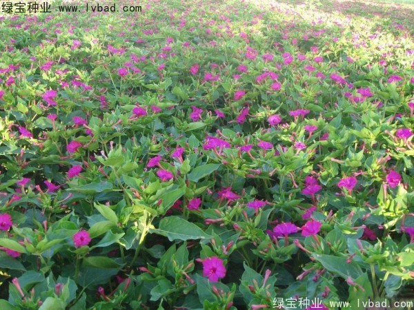 紫茉莉种子