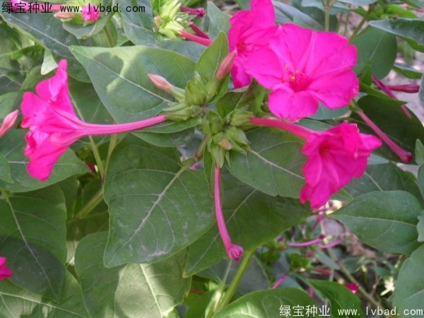 紫茉莉种子