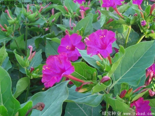 紫茉莉种子
