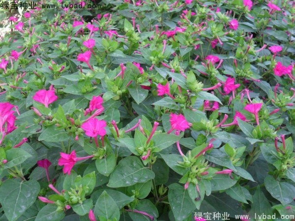 紫茉莉种子