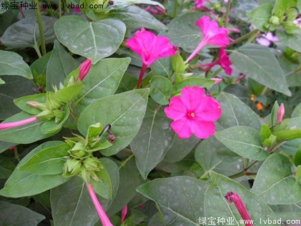 紫茉莉种子