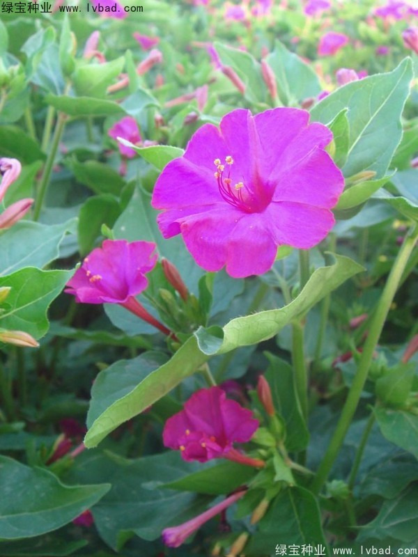 紫茉莉种子