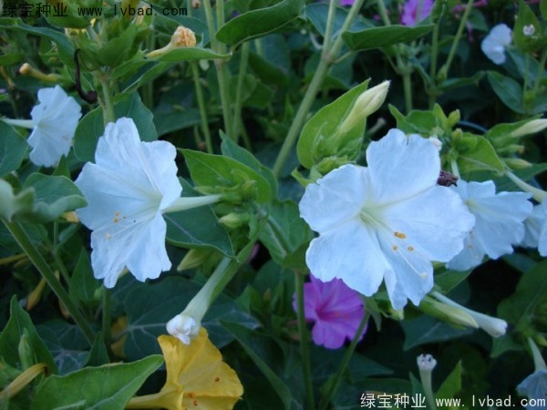 紫茉莉种子