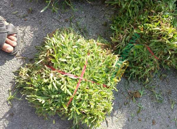 大叶油草草坪