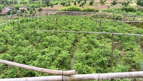 <a href='https://www.lvbad.com/linmuzhongzi/2194.html' target='_blank'>香榧种子</a> <a href='https://www.lvbad.com/linmuzhongzi/2194.html' target='_blank'>香榧种子</a>