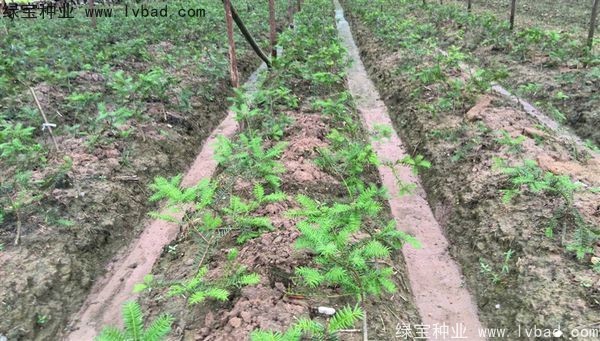 香榧种子 香榧种子