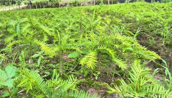 香榧种子 香榧种子