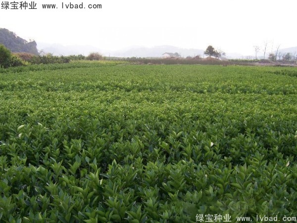 橄榄<a href='https://www.lvbad.com/' target='_blank'>种子</a> 橄榄<a href='https://www.lvbad.com/' target='_blank'>种子</a>