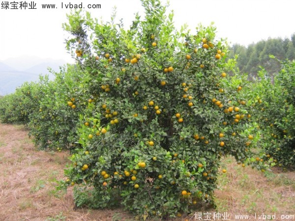 <a href='https://www.lvbad.com/linmuzhongzi/2195.html' target='_blank'>橄榄种子</a> <a href='https://www.lvbad.com/linmuzhongzi/2195.html' target='_blank'>橄榄种子</a>