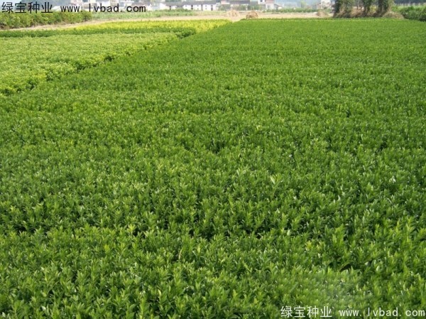 橄榄<a href='https://www.lvbad.com/' target='_blank'>种子</a> 橄榄<a href='https://www.lvbad.com/' target='_blank'>种子</a>