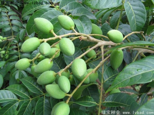<a href='https://www.lvbad.com/linmuzhongzi/2195.html' target='_blank'>橄榄种子</a> <a href='https://www.lvbad.com/linmuzhongzi/2195.html' target='_blank'>橄榄种子</a>