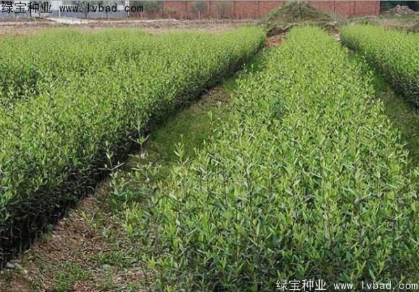 <a href='https://www.lvbad.com/linmuzhongzi/2195.html' target='_blank'>橄榄种子</a> <a href='https://www.lvbad.com/linmuzhongzi/2195.html' target='_blank'>橄榄种子</a>