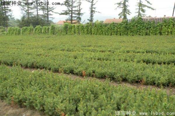 <a href='https://www.lvbad.com/linmuzhongzi/2196.html' target='_blank'>红松种子</a>