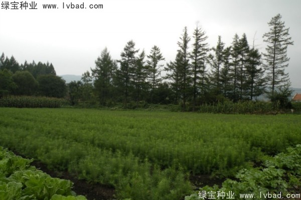 <a href='https://www.lvbad.com/linmuzhongzi/2196.html' target='_blank'>红松</a><a href='https://www.lvbad.com/' target='_blank'>种子</a>