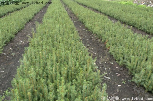 <a href='https://www.lvbad.com/linmuzhongzi/2196.html' target='_blank'>红松种子</a>