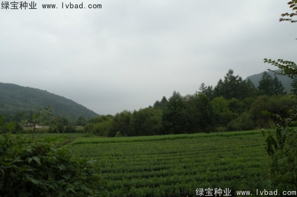 <a href='https://www.lvbad.com/linmuzhongzi/2196.html' target='_blank'>红松种子</a>