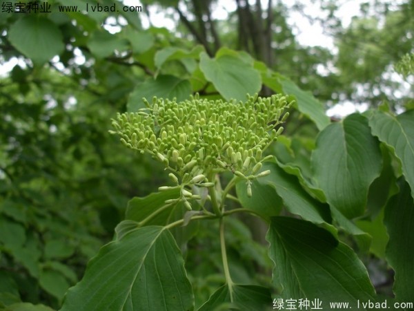 灯台树种子