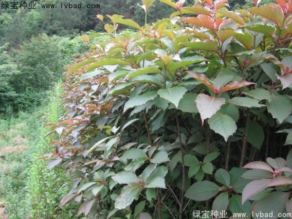 灯台树<a href='https://www.lvbad.com/' target='_blank'>种子</a>